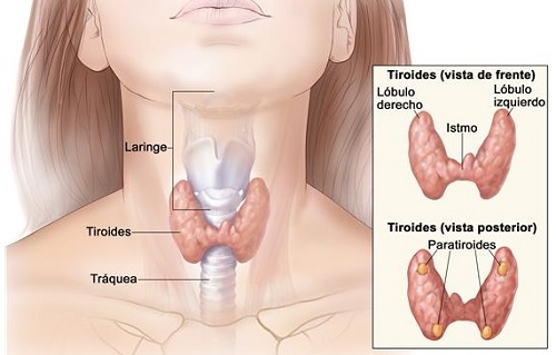 tiroides-hipotiroidismo-e-hipertiroidismo-