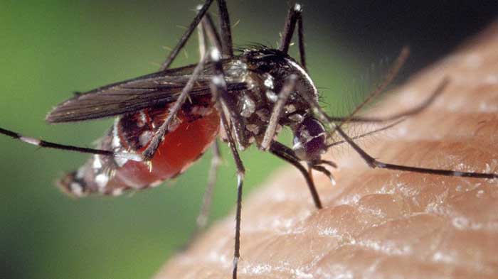 Cómo evitar la picadura de mosquito